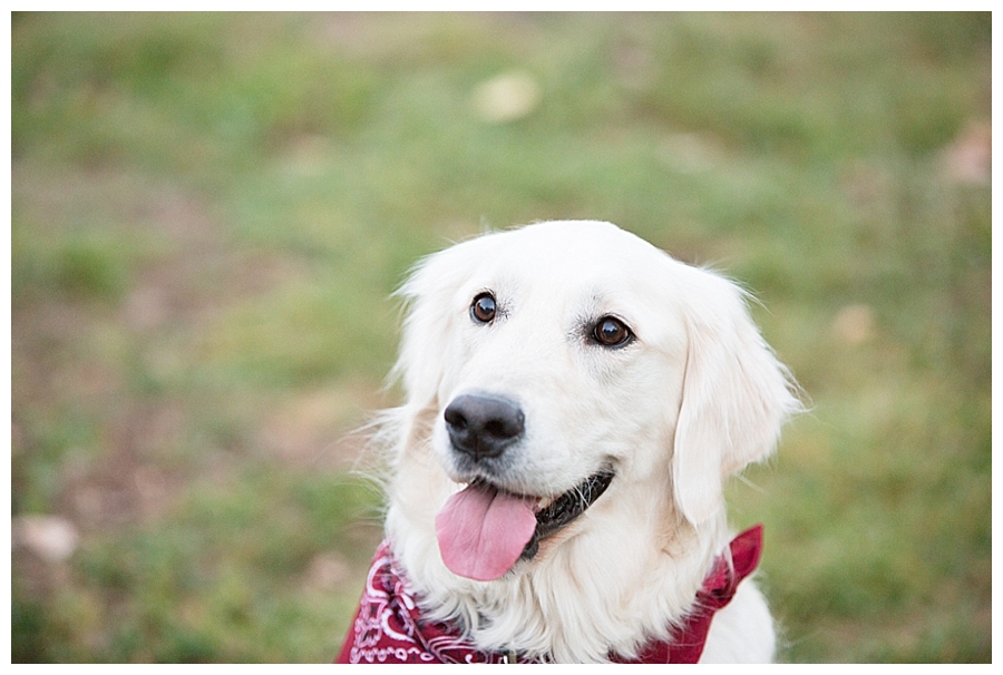 Golden Retriever brought to engagement session