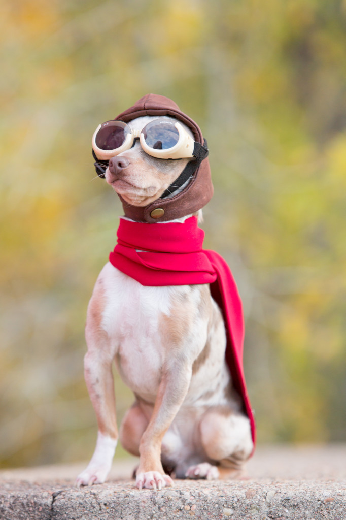 Red Baron Dog for engagement session
